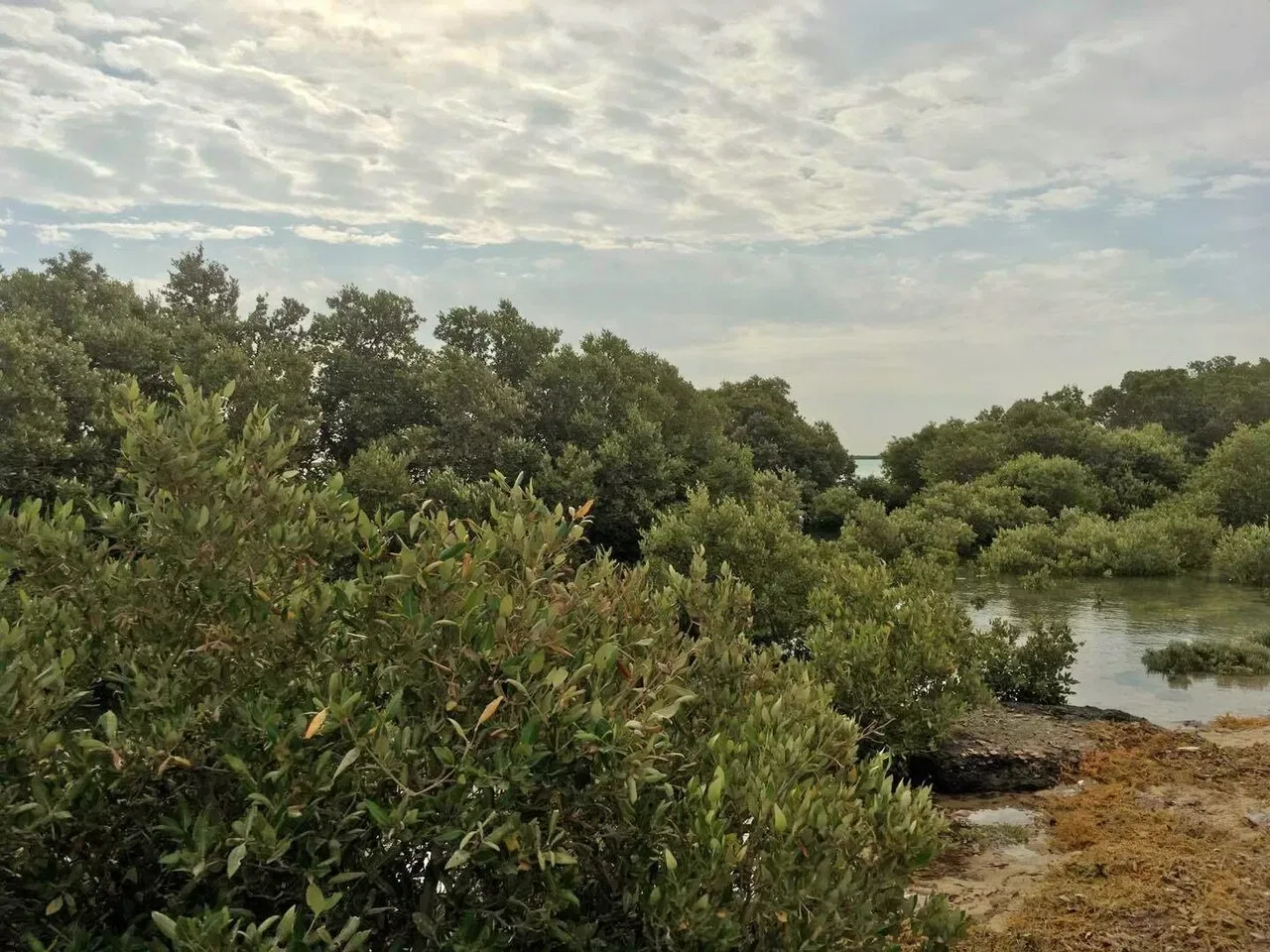 Dense green mangrove bushes line a calm coastal waterway under a cloudy sky.