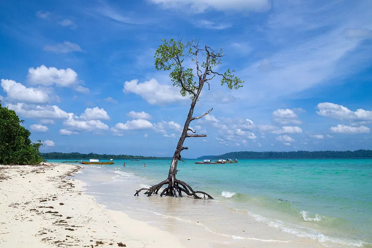 A tall mangrove tree with exposed roots stands on a white sand beach beside turquoise water.