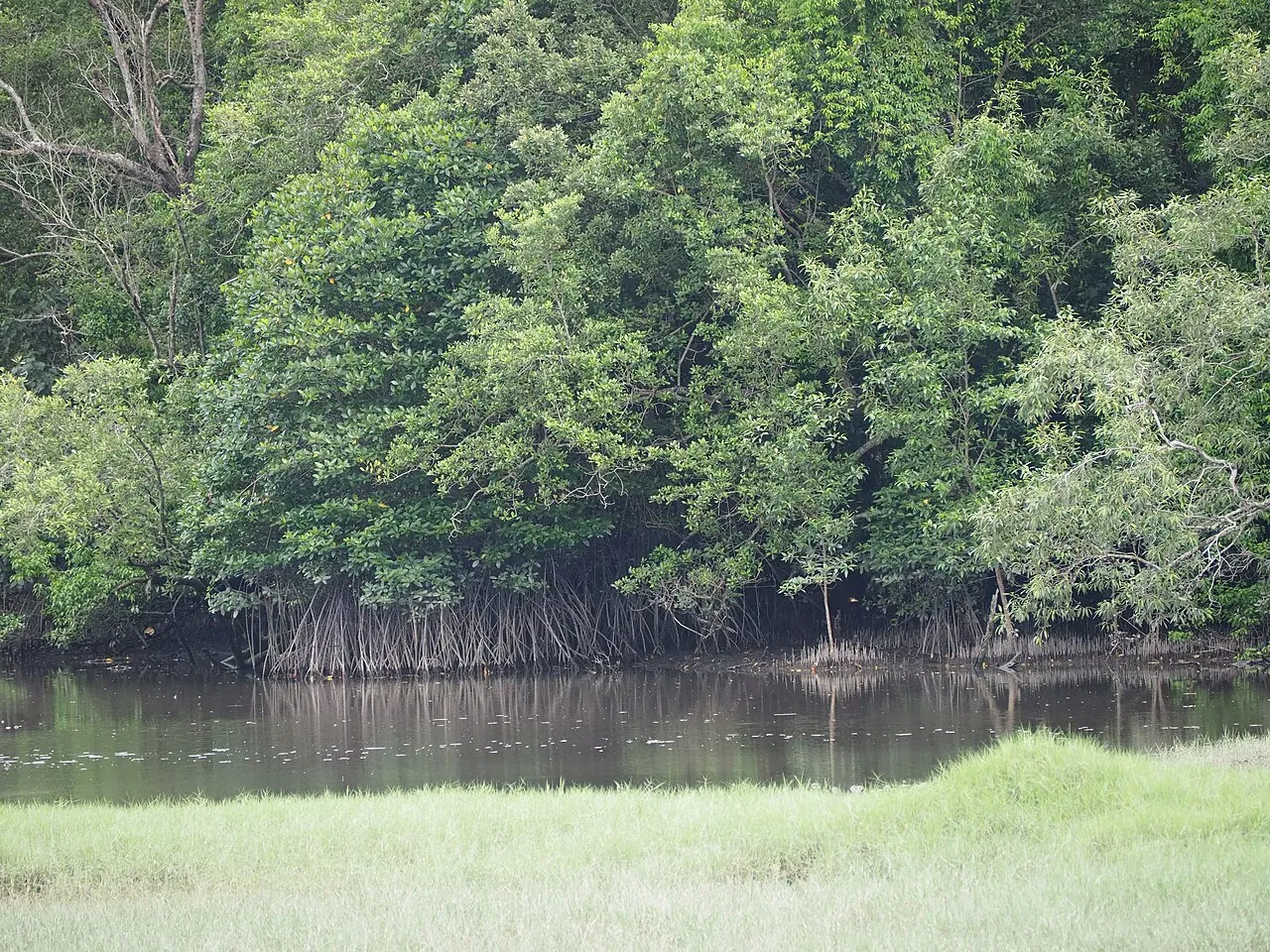 Mangrove — Photographed in Singapore