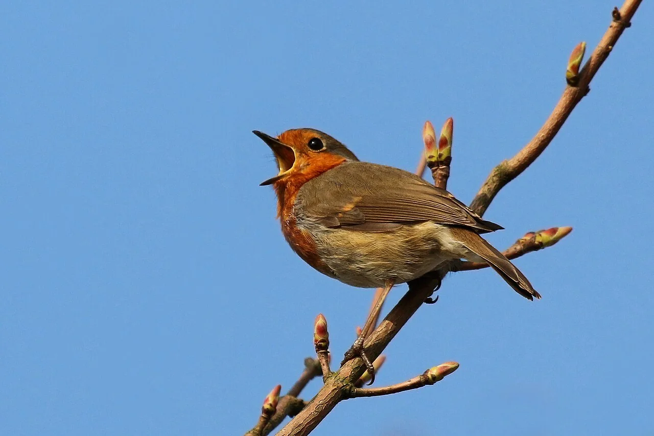 A European robin with an orange breast perches on a bare branch against a clear blue sky, its beak wide open.