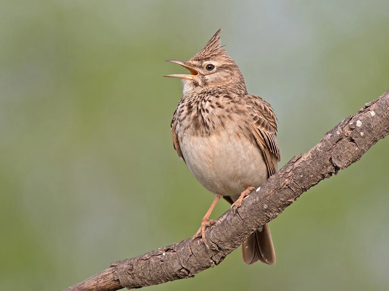 A crested lark with a pointed crest stands on a thick branch, its beak open.