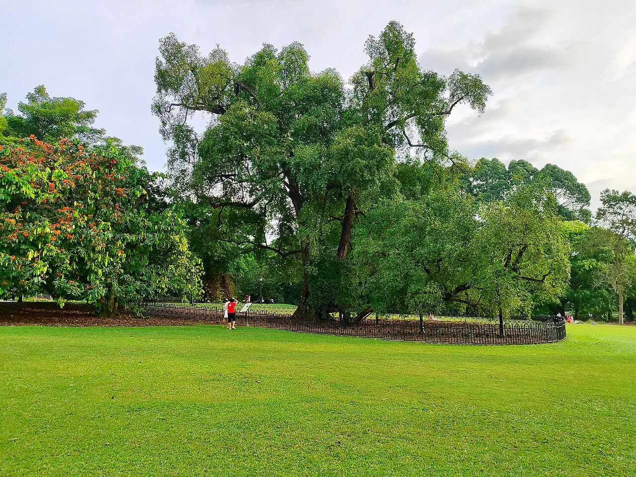 Birds in the morning — Photographed in Singapore