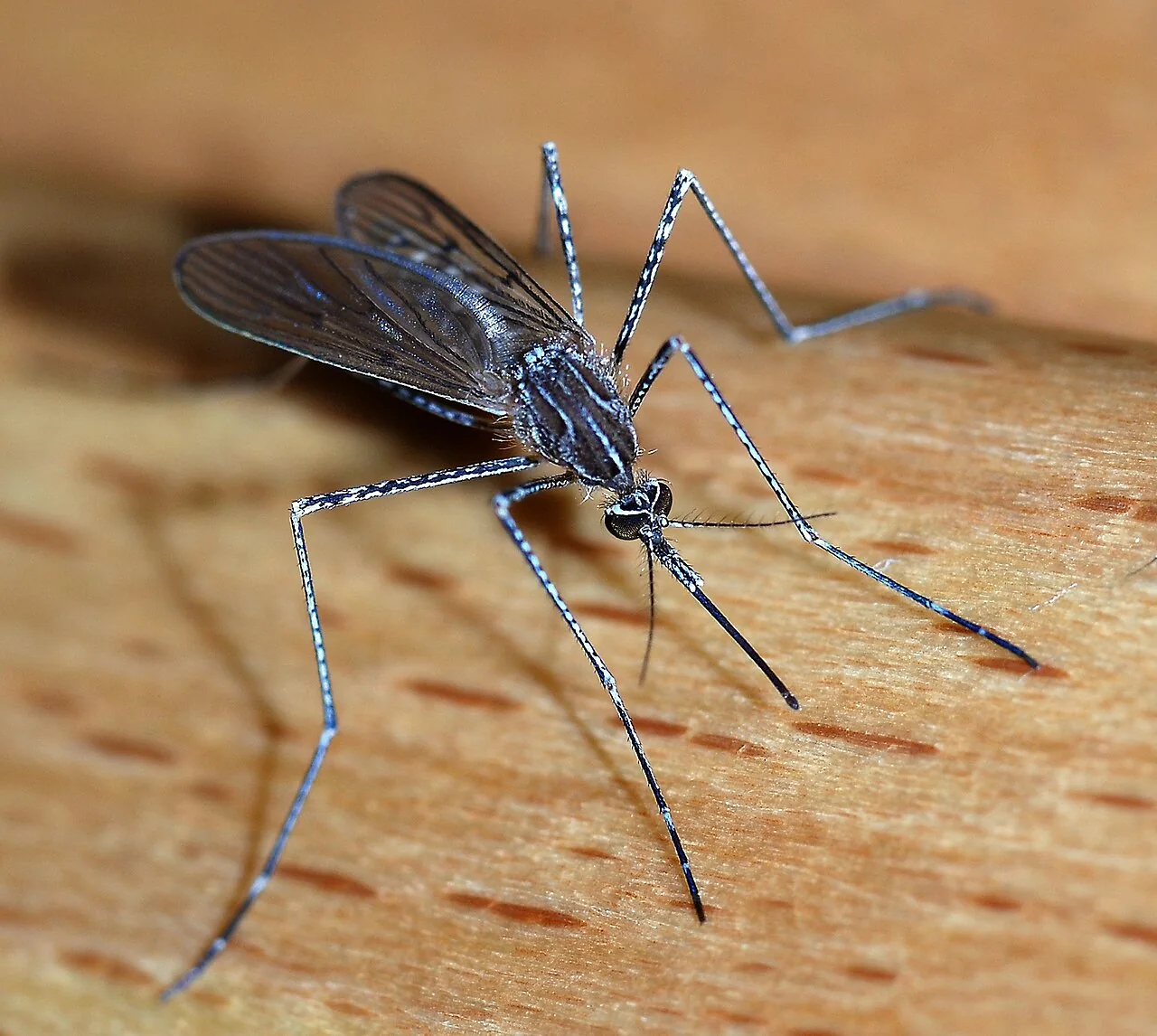 A mosquito with striped legs and translucent wings resting on a wooden surface.