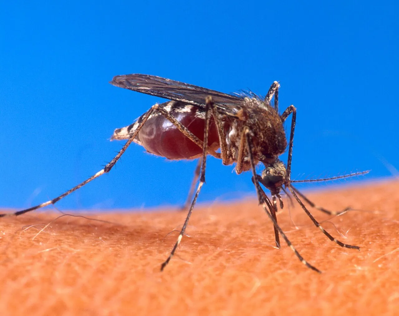 Mosquito — Photo location not recorded