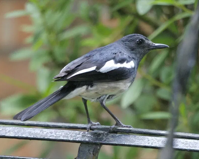 A black and white Oriental magpie-robin perches on a metal railing.