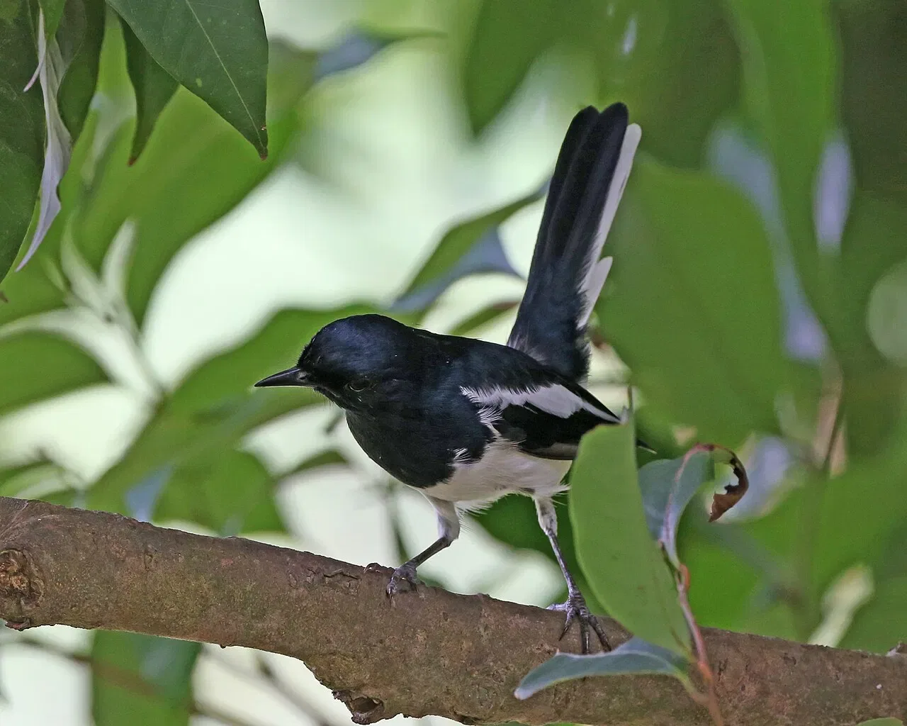A black-and-white Oriental magpie-robin perches on a branch among green leaves.