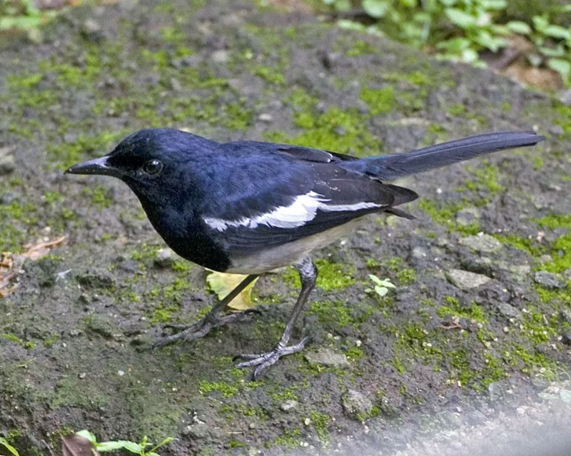 Oriental magpie-robin — Photographed in Singapore