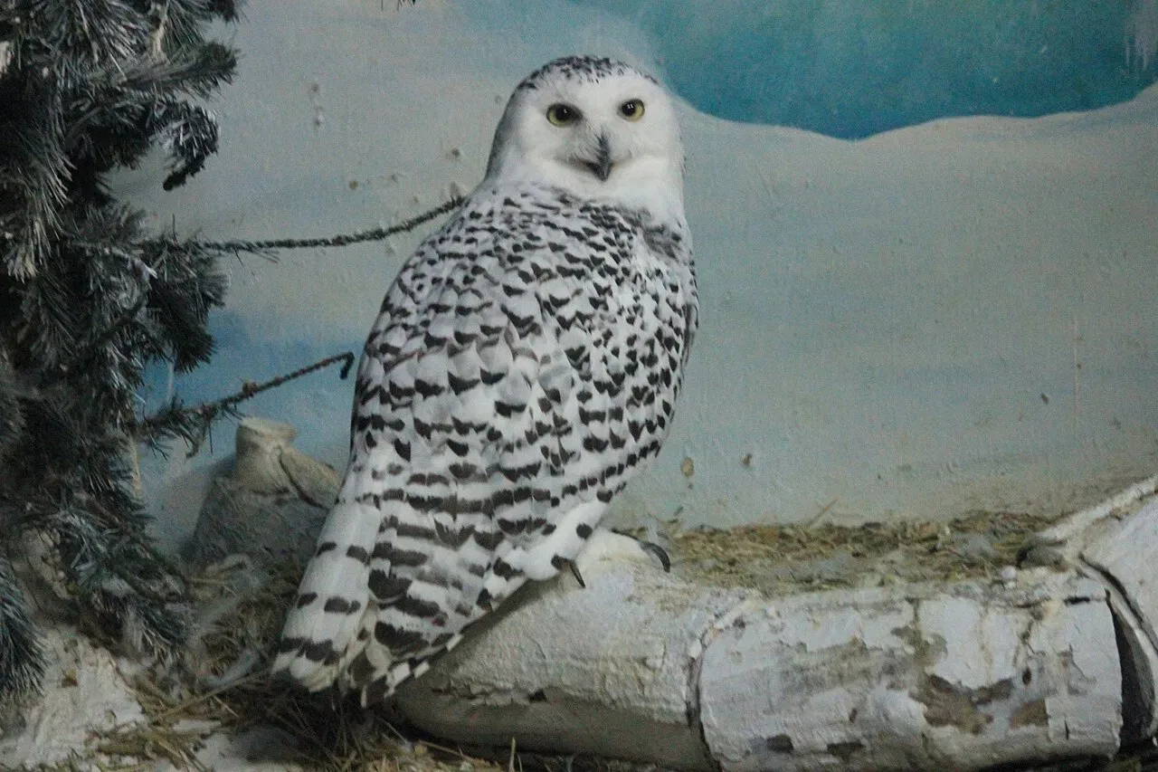 A snowy owl with black speckling stands on a log beside an artificial pine branch.