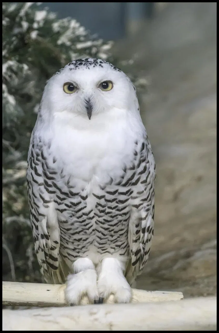 A white snowy owl with dark barring sits facing forward on a wooden perch.