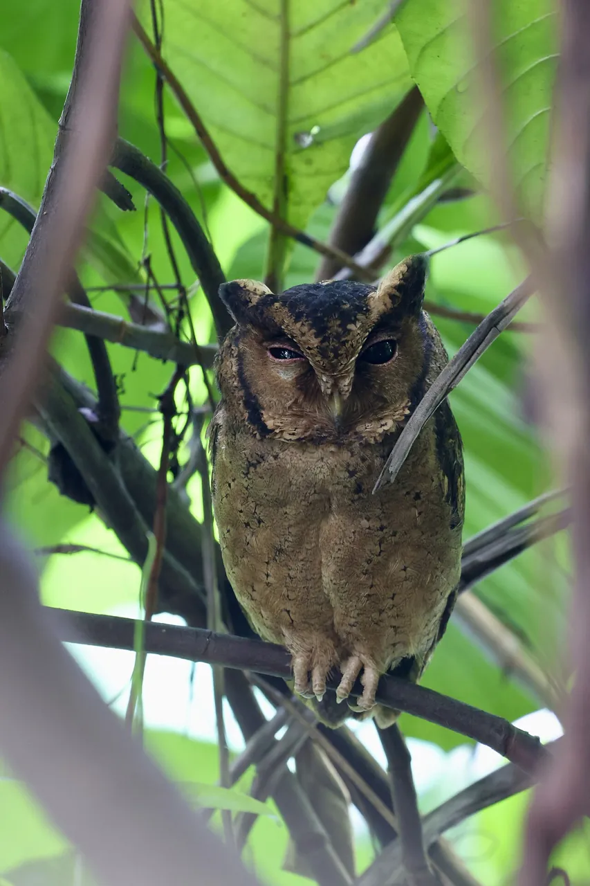 An owl perches among tall green leaves.