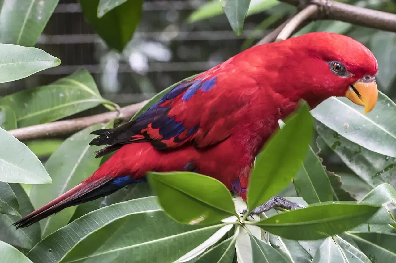 A red and blue parrot perches among green leaves.