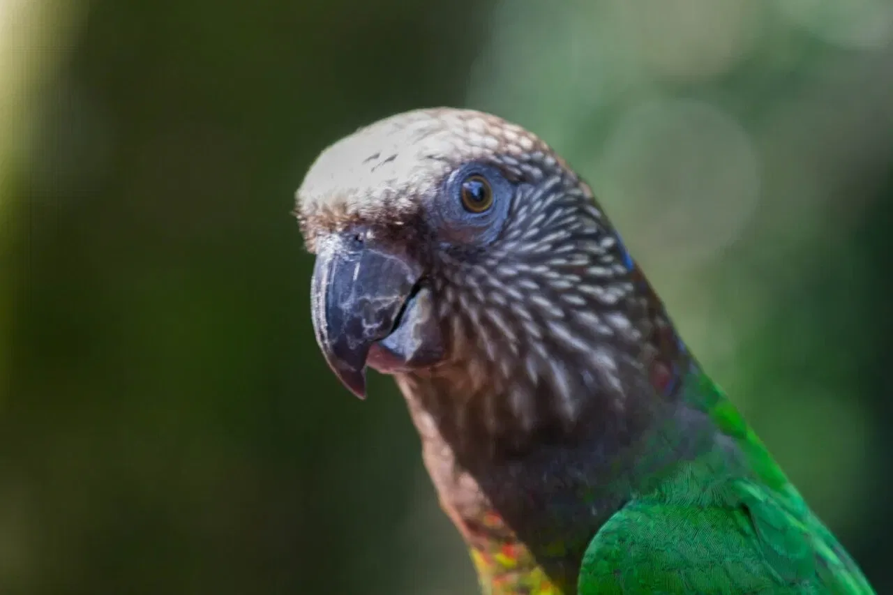 A close-up of a hawk-headed parrot with a dark beak and green and brown plumage.