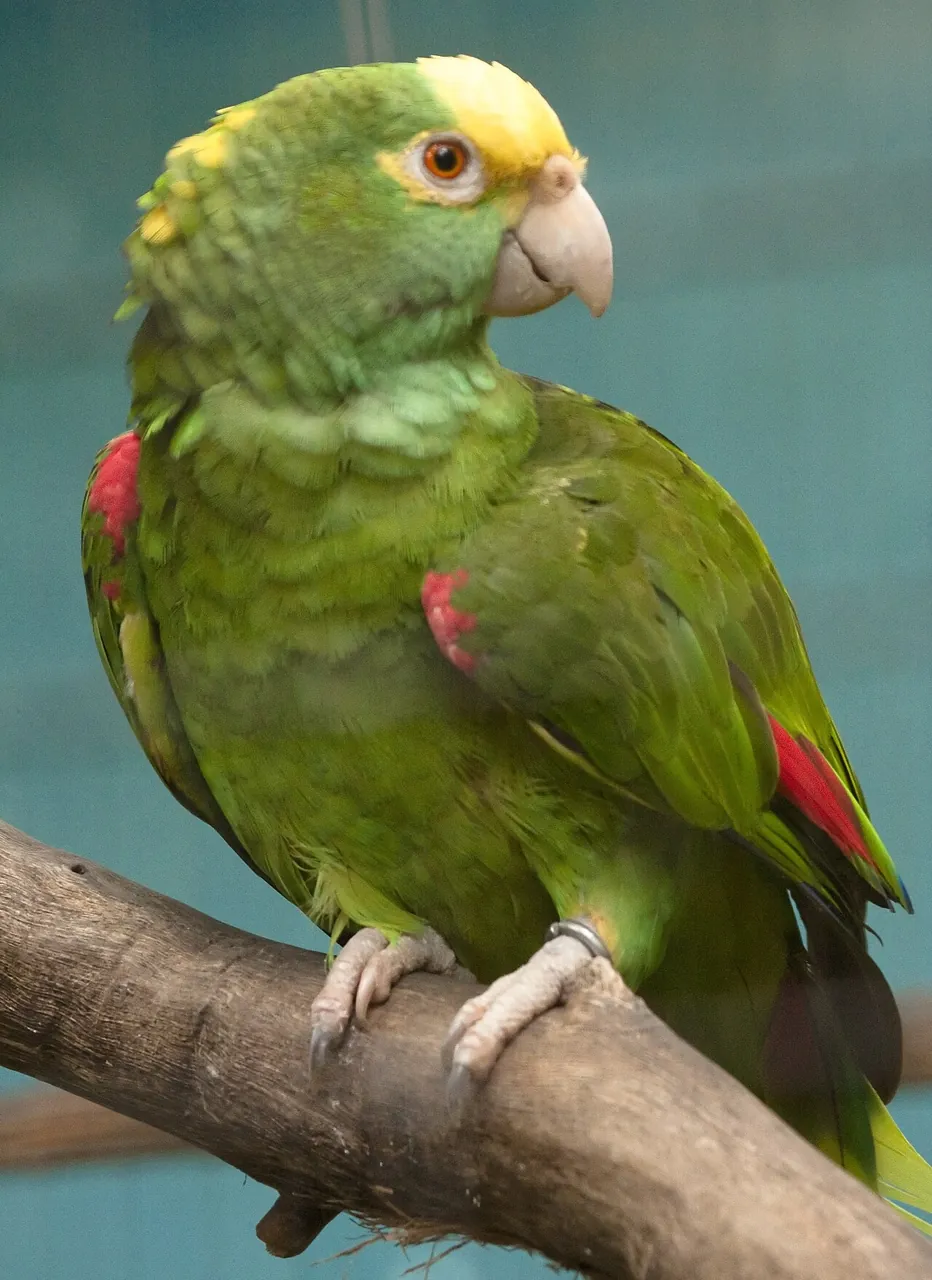 A green parrot perches on a branch.