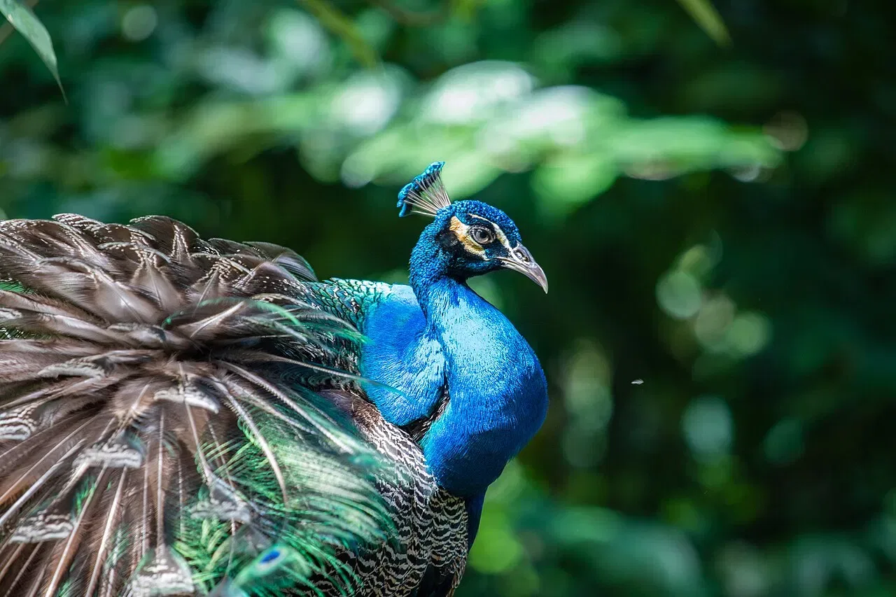 A blue peacock with raised crest stands against blurred green foliage.