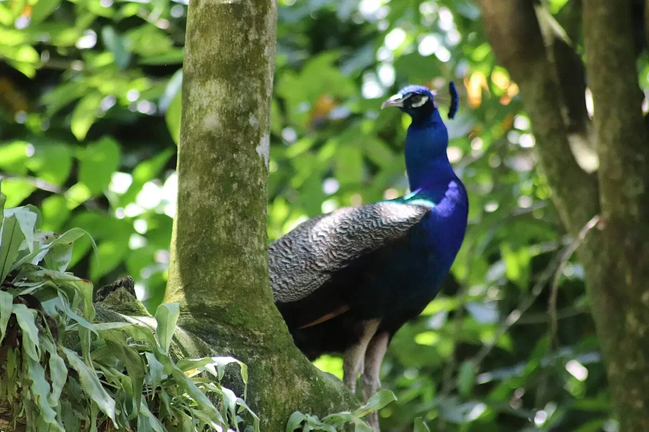 A blue peacock stands among green plants.