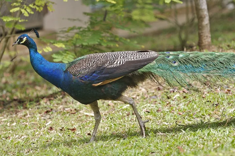A peacock walks on grass with its long tail behind it.
