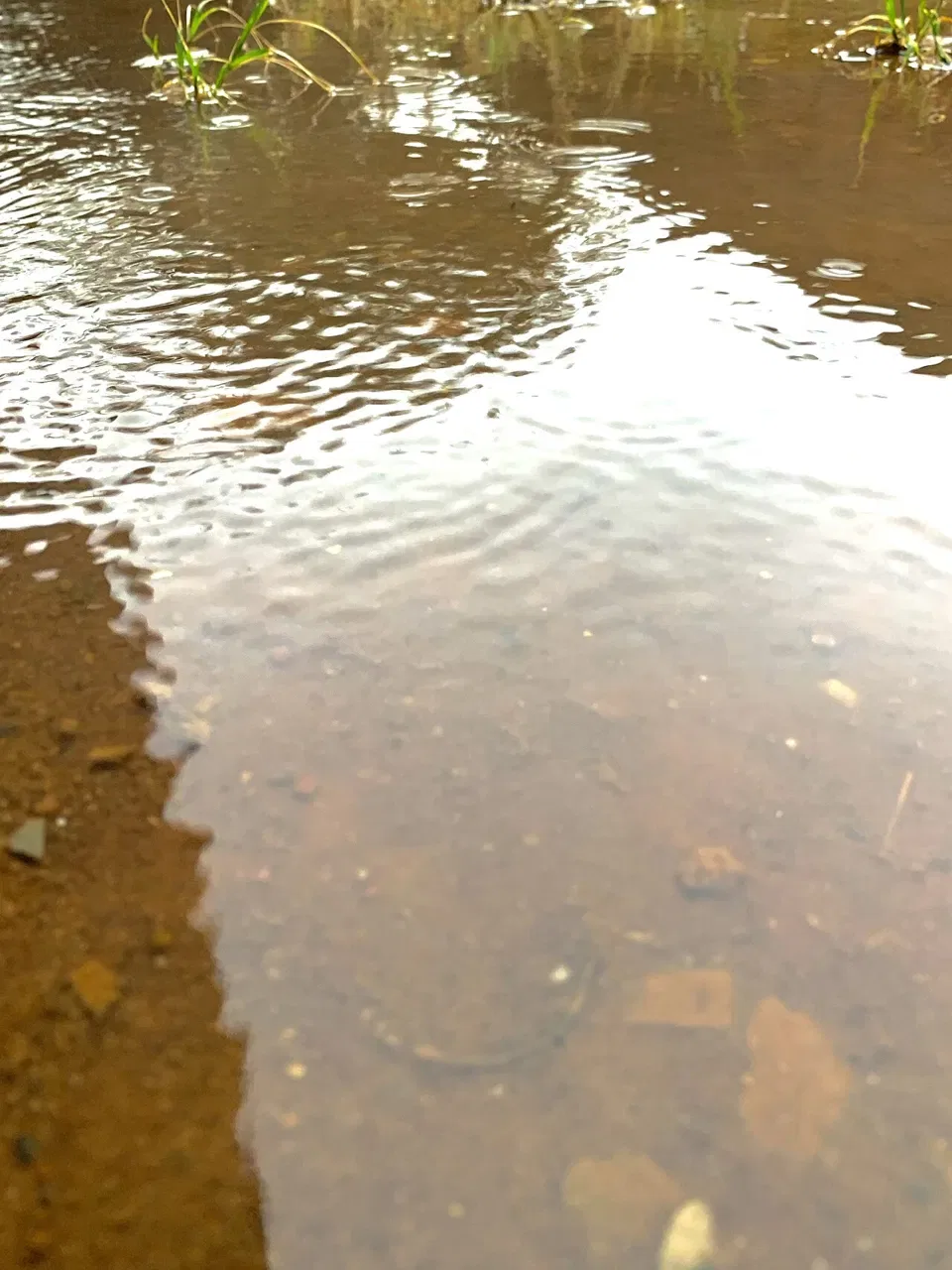 Ripples spread across a shallow puddle of brown water beside wet soil and small green plants.