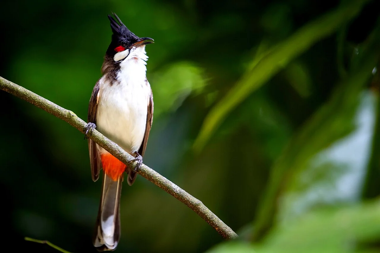 A red-whiskered bulbul with a black crest and red cheek patch perches on a thin branch.