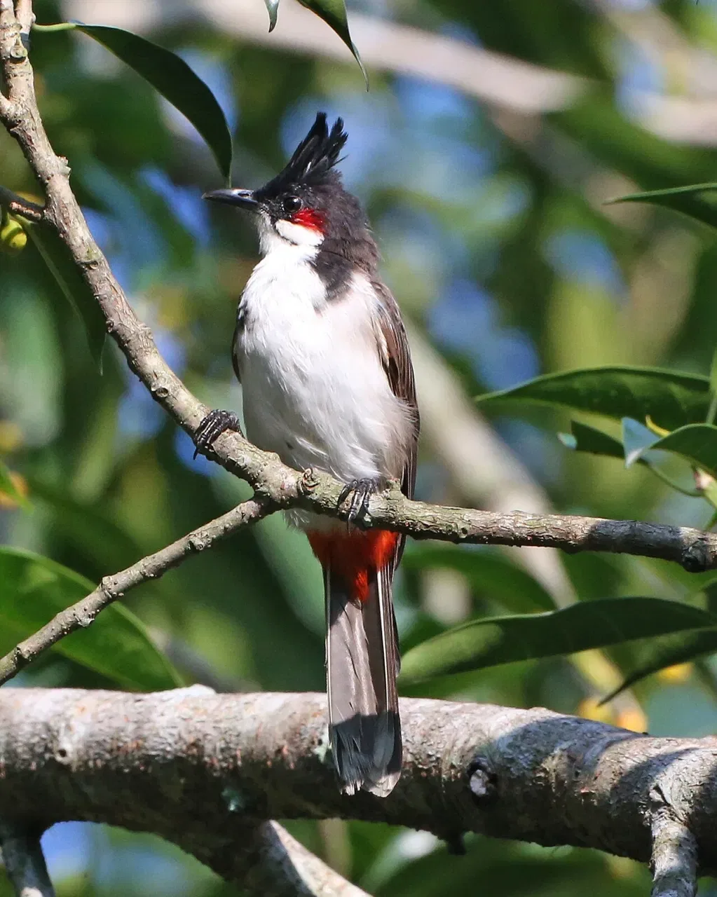 A red-whiskered bulbul with a black crest and red cheek patch perches on a branch.