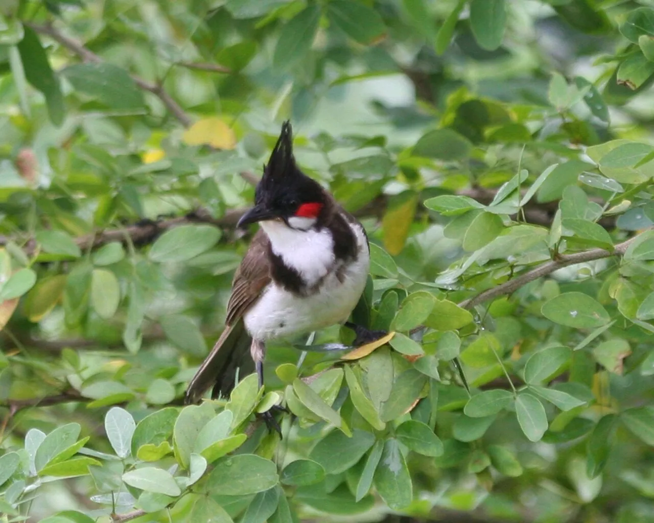 Red-whiskered bulbul — Photo from India