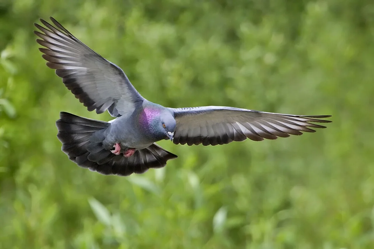 A Rock dove flies with wings fully spread, showing grey plumage and a purple-green sheen on its neck.
