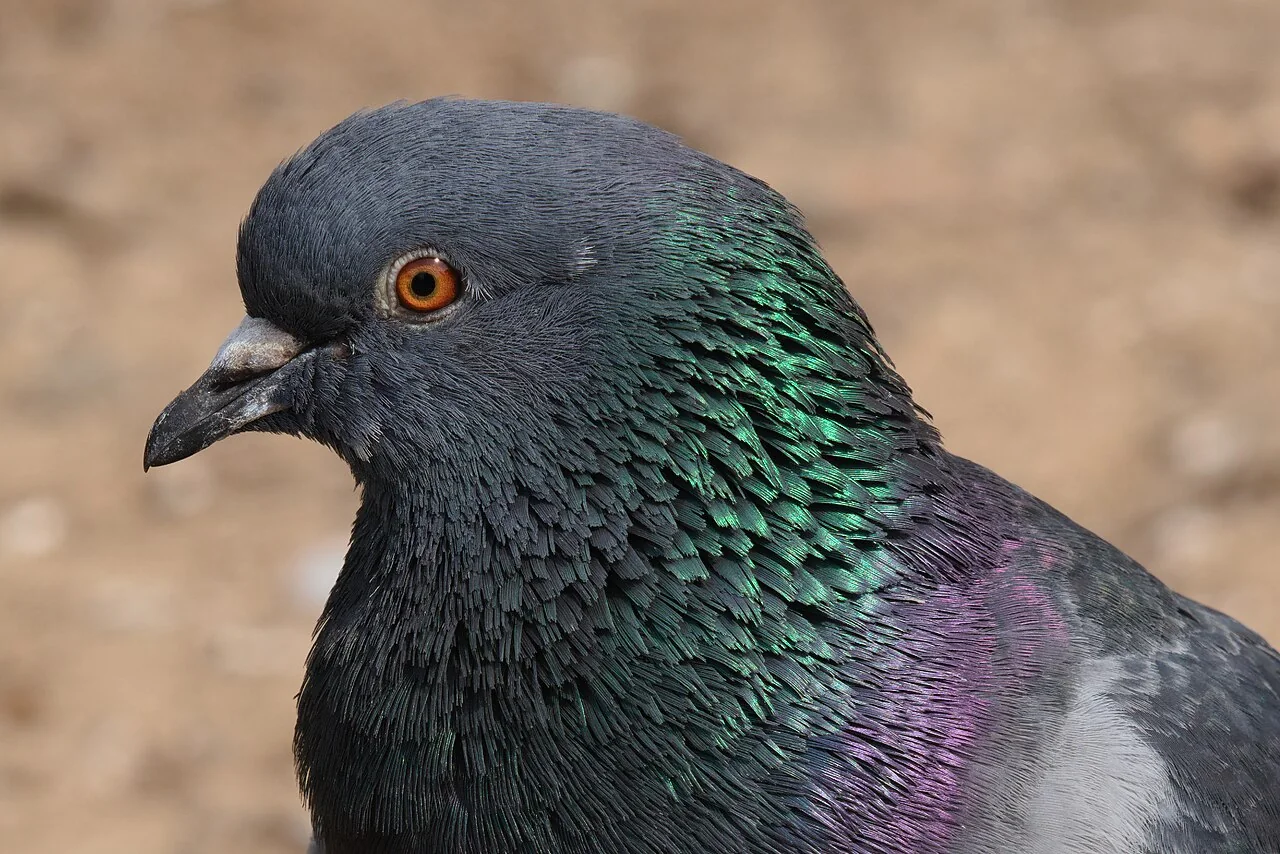 A close-up of a pigeon's head and neck shows an orange eye and iridescent green and purple neck feathers.