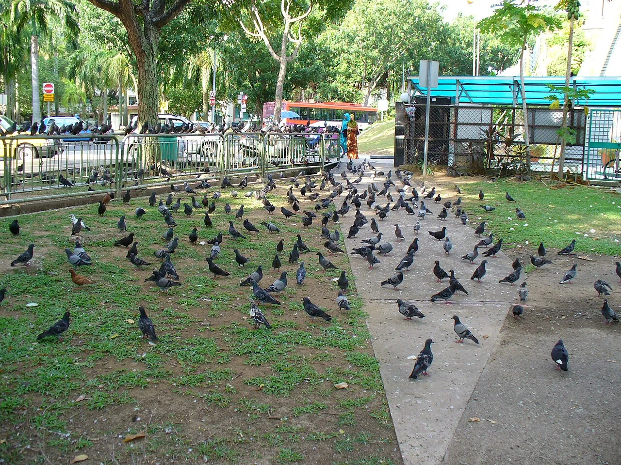 Pigeon — Photographed in Singapore