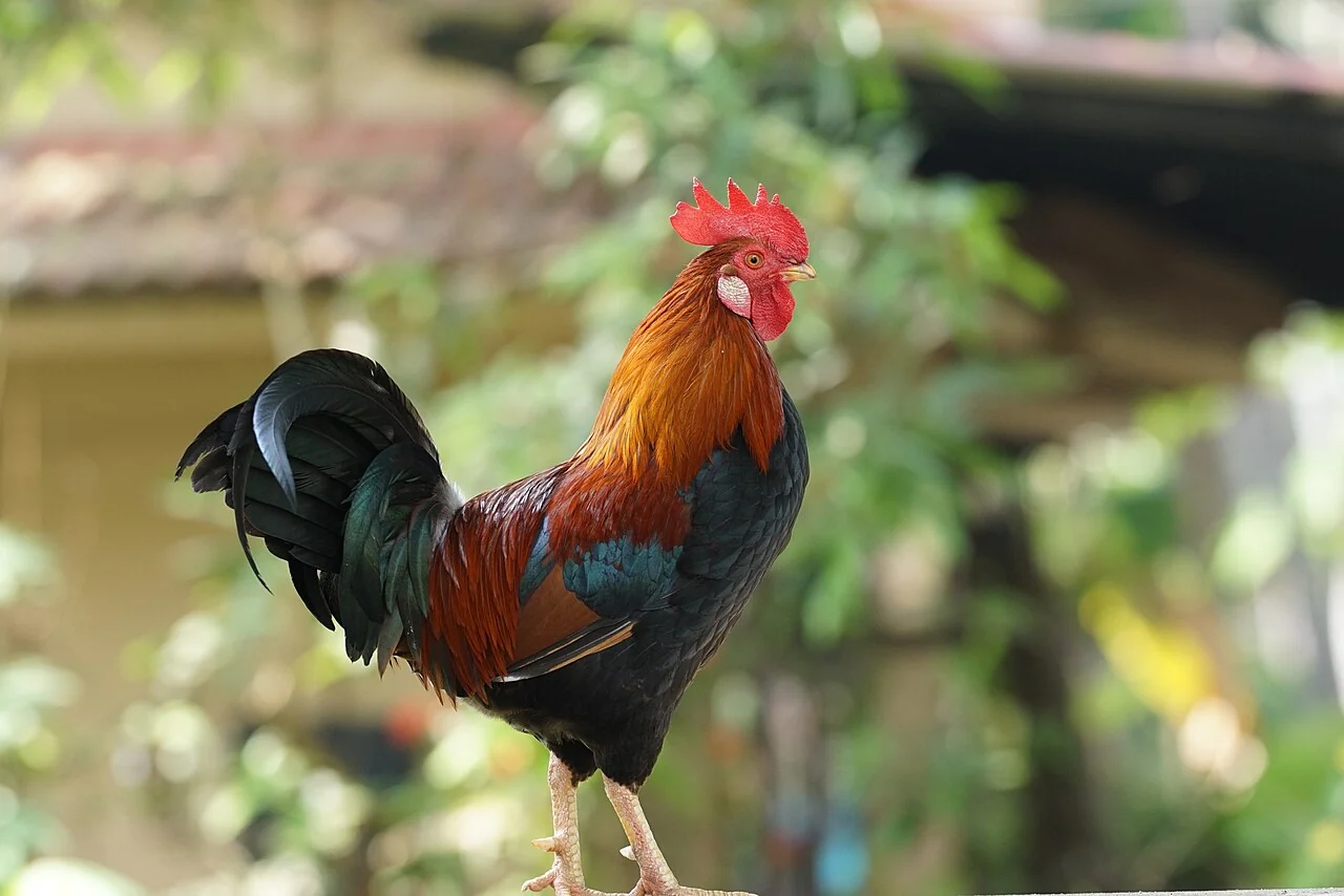 A rooster with red comb, orange neck feathers and dark tail stands on a perch.