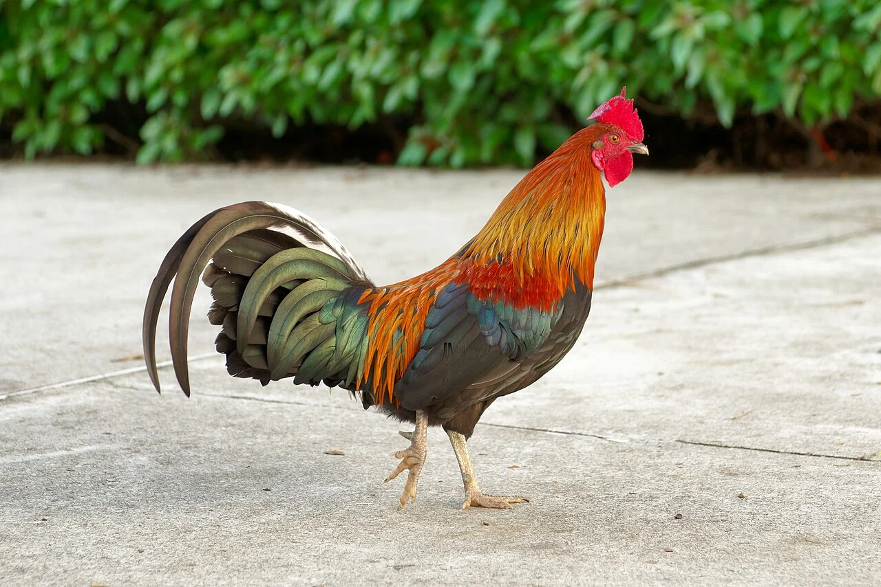 A rooster with shiny green tail feathers and orange neck walks on grey pavement.
