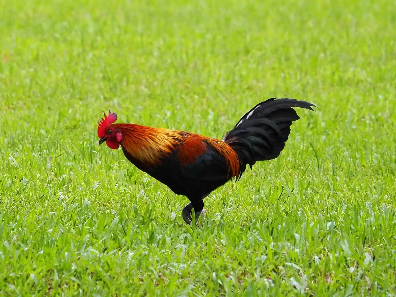 Rooster — Photographed in Singapore