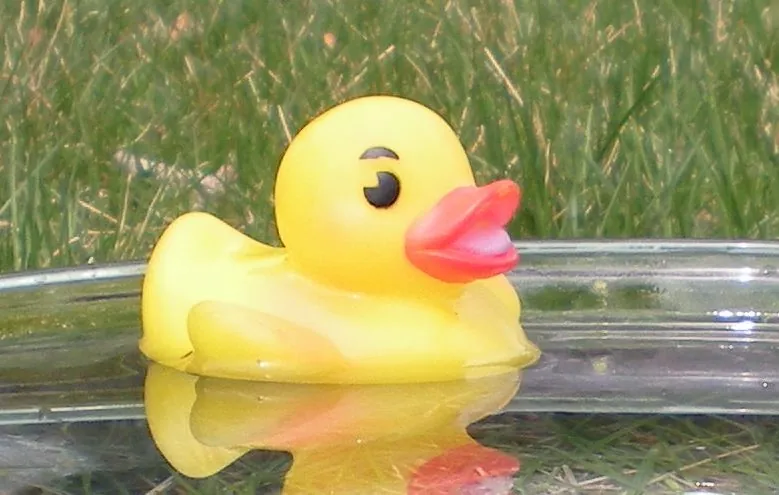 A yellow rubber duck floats in a shallow dish.