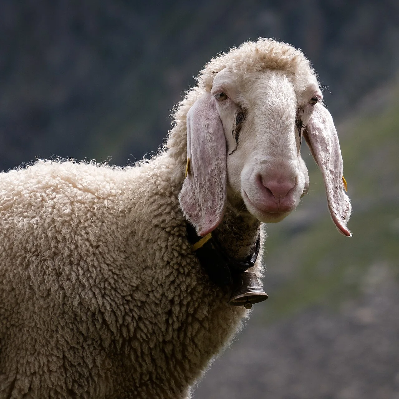 A white sheep with floppy ears and a bell around its neck stands against a blurred background.