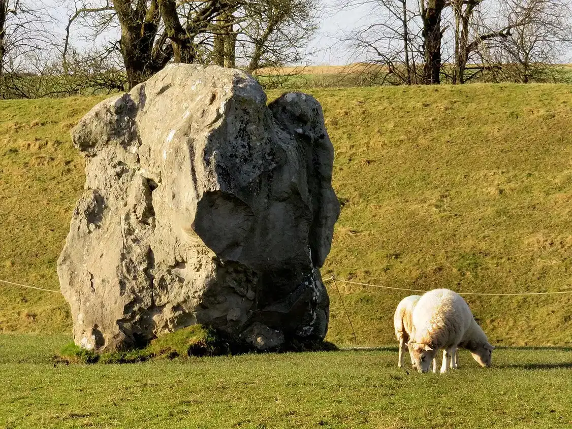 A white sheep grazes on grass beside a large standing stone.