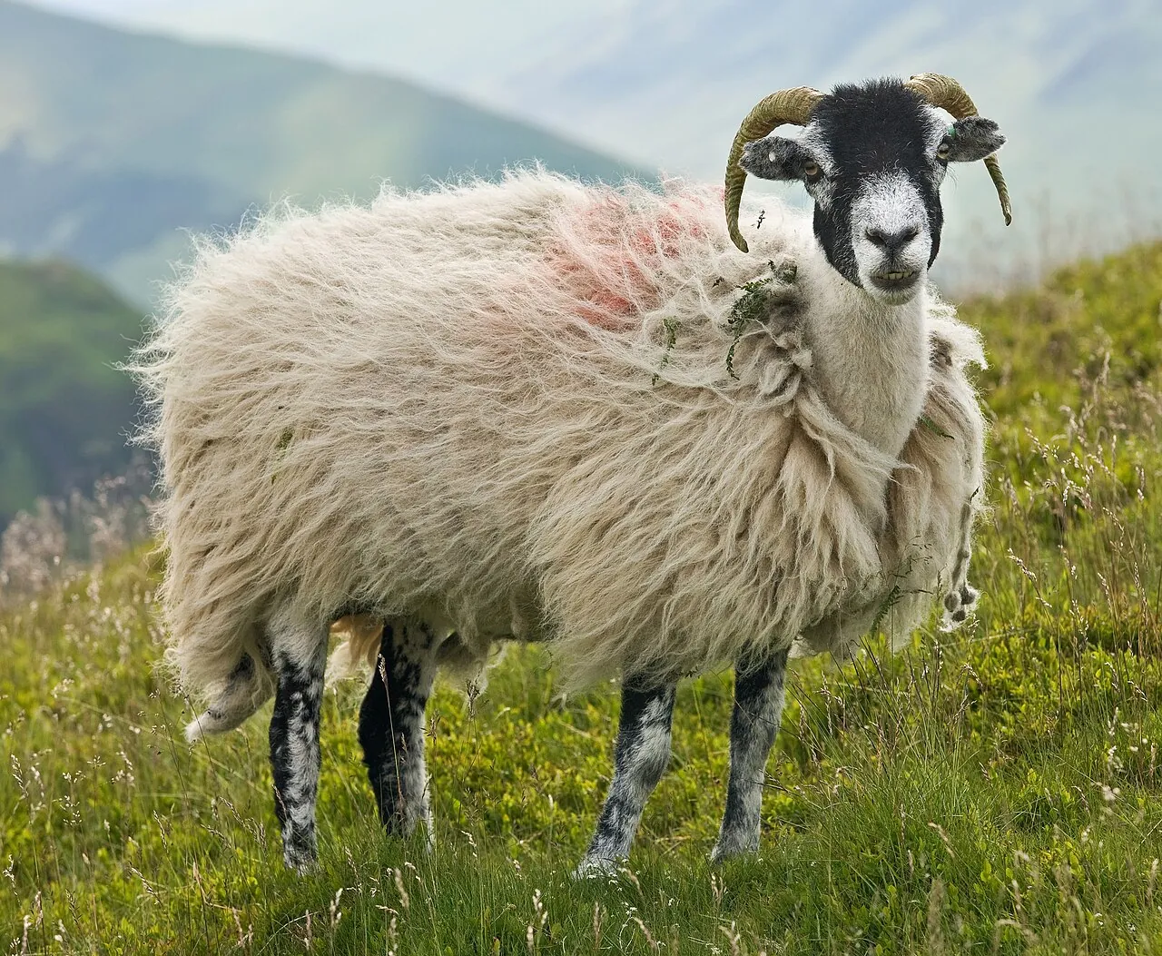 A woolly sheep stands on grass with hills behind it.