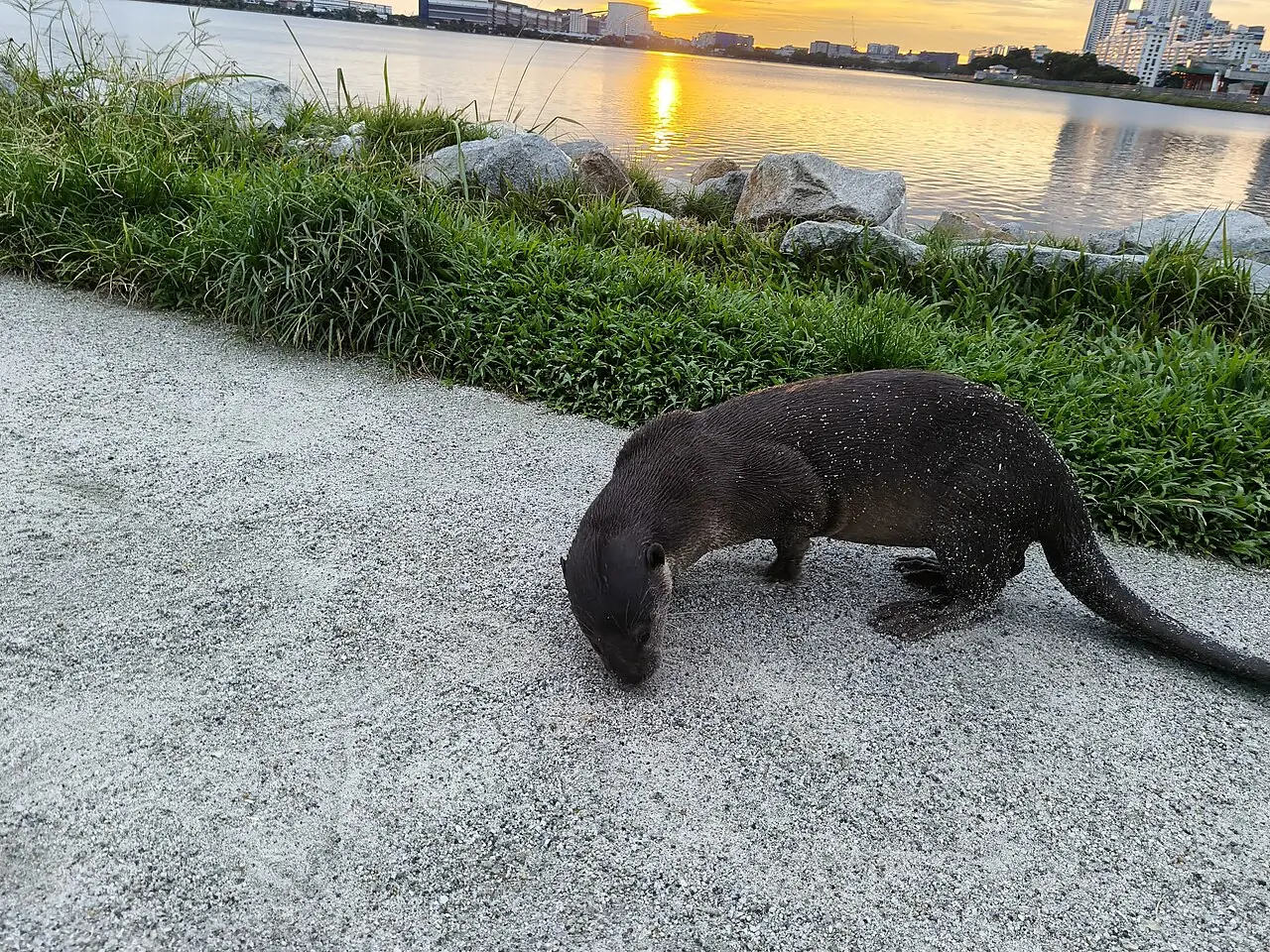 A dark, wet otter walks on a gravel path beside green grass and calm water at sunset.