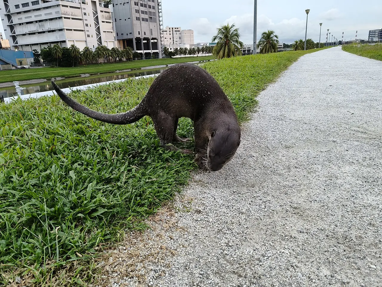 A dark otter with a long tail stands on green grass next to a wide gravel path.