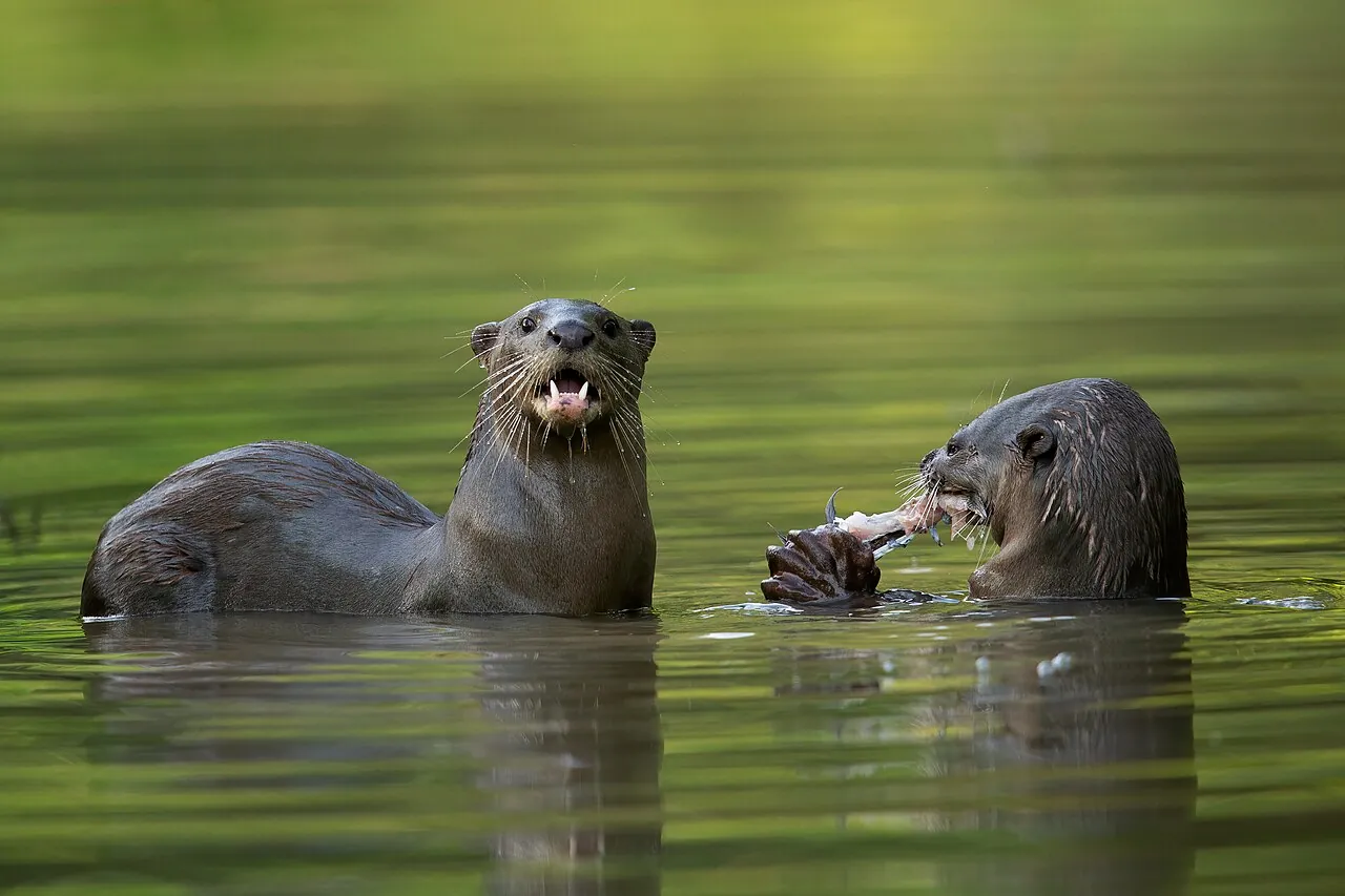 Smooth-coated otter — Photographed in Singapore