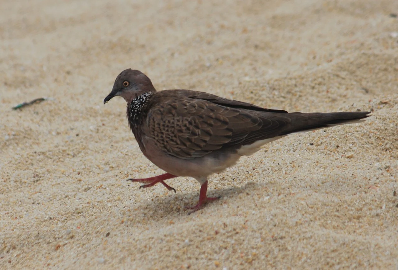 A brown dove with a black and white speckled neck walks on pale sand.