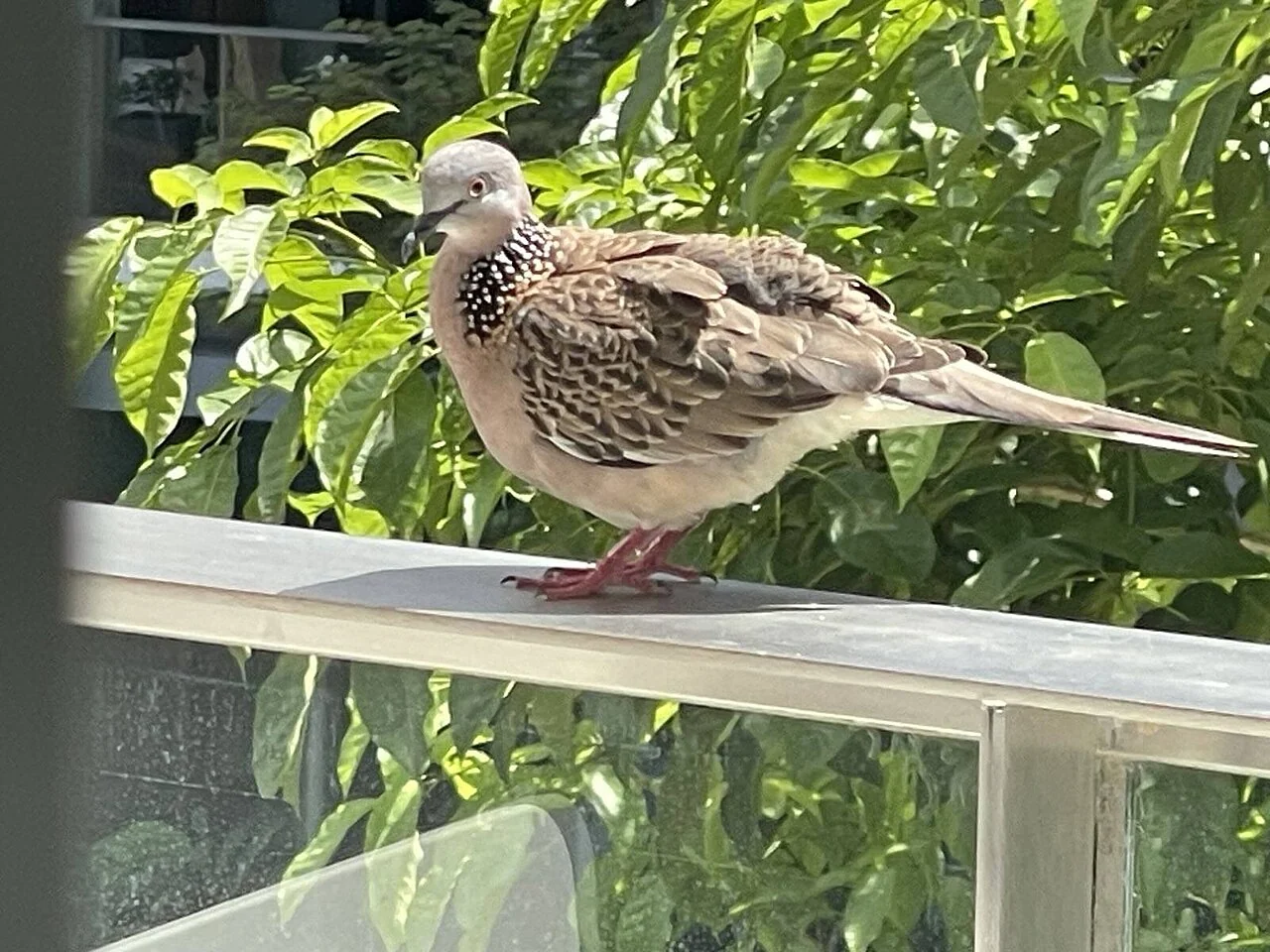A dove with a speckled neck stands on a metal railing in front of green leaves.