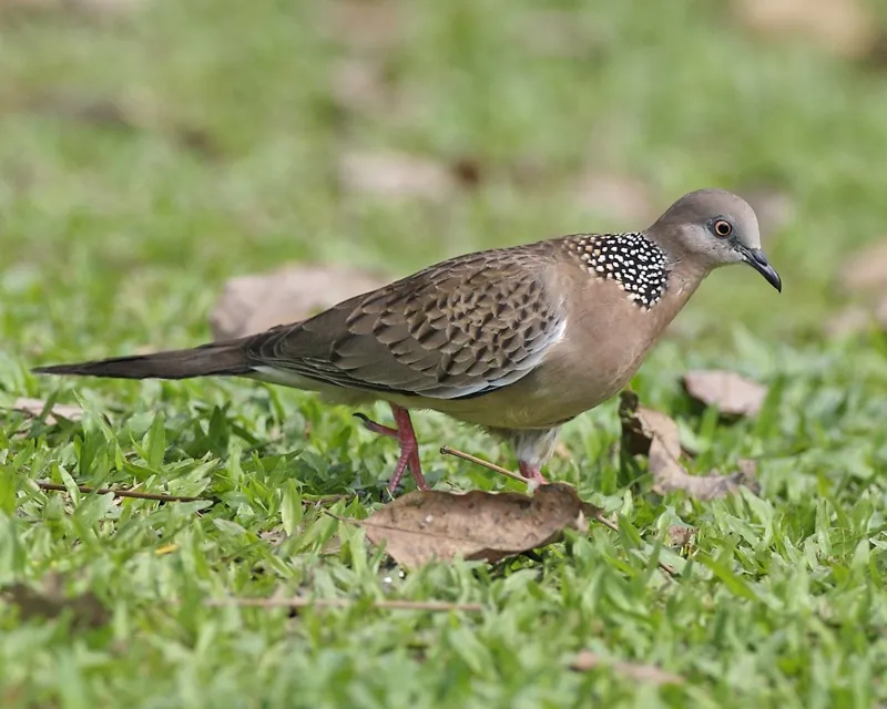Spotted dove — Photographed in Singapore