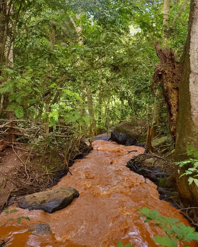 A stream of muddy brown water flows over rocks through a green forest.