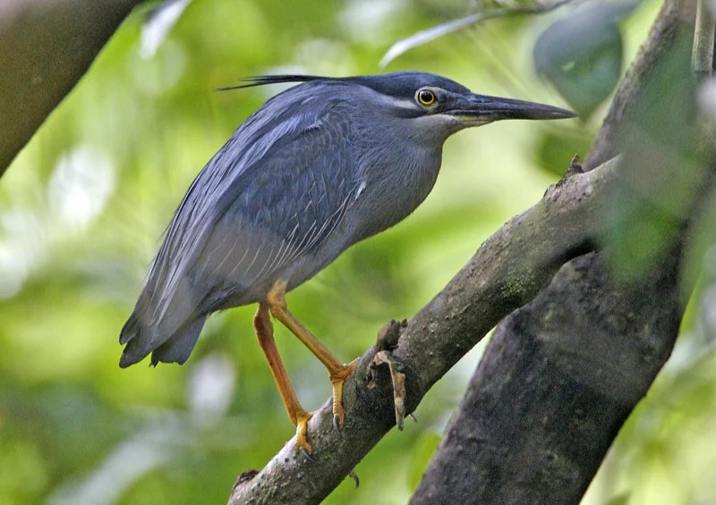 A grey-blue bird with a long pointed beak stands on a thick branch among green leaves.
