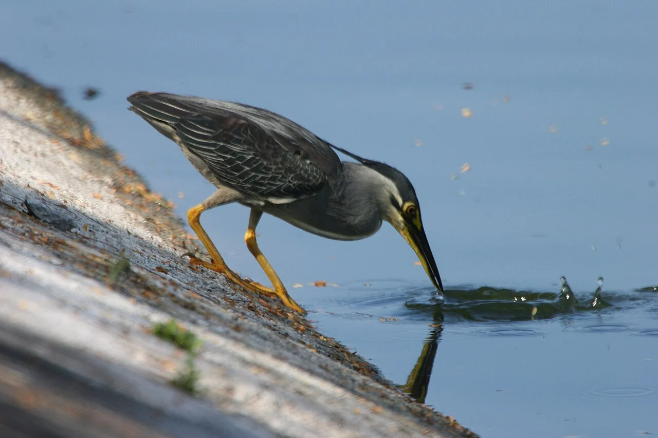 A long-legged bird leans forward from the concrete edge with its pointed beak touching the water.
