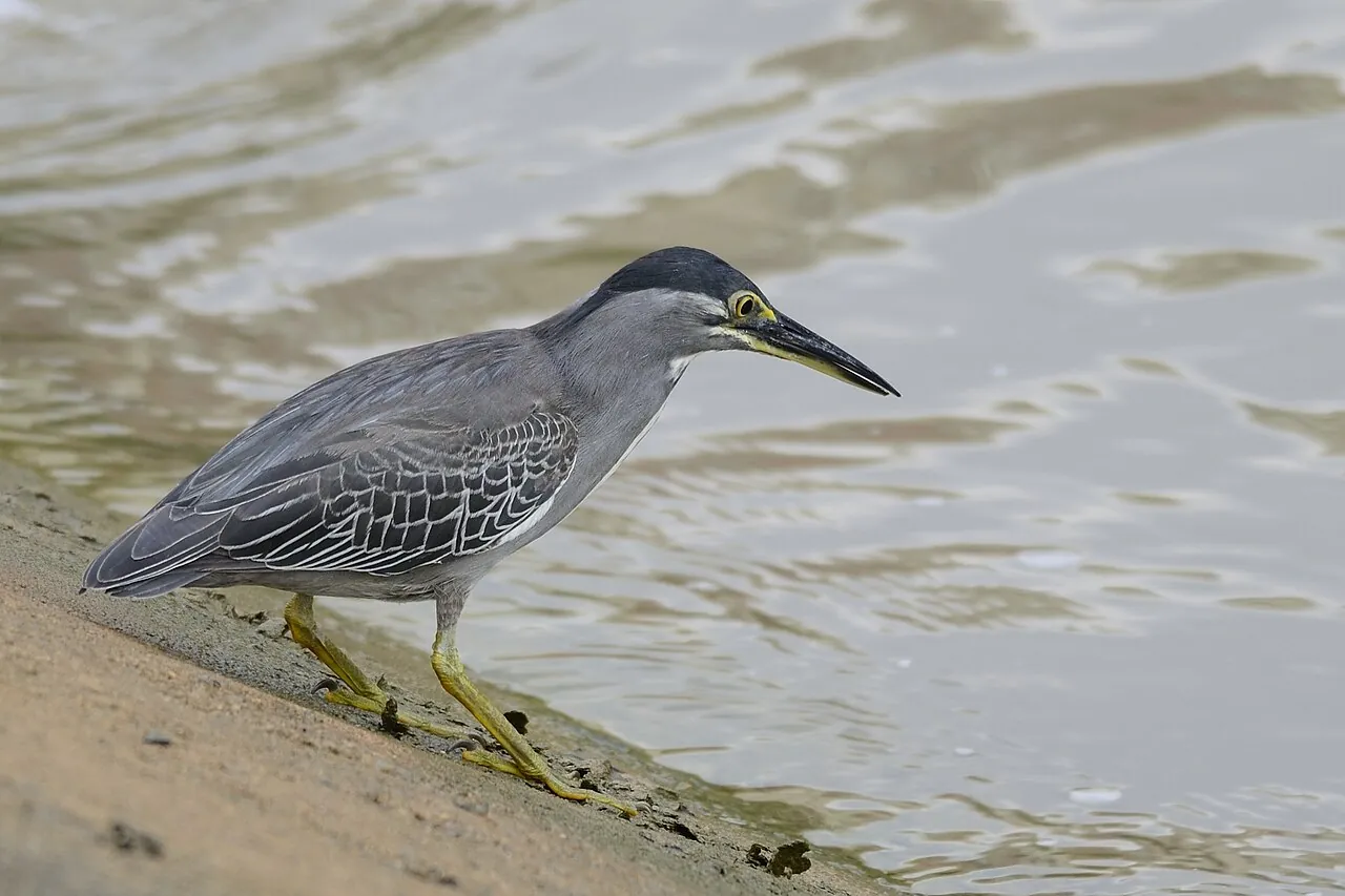 Striated heron — Photographed in Singapore