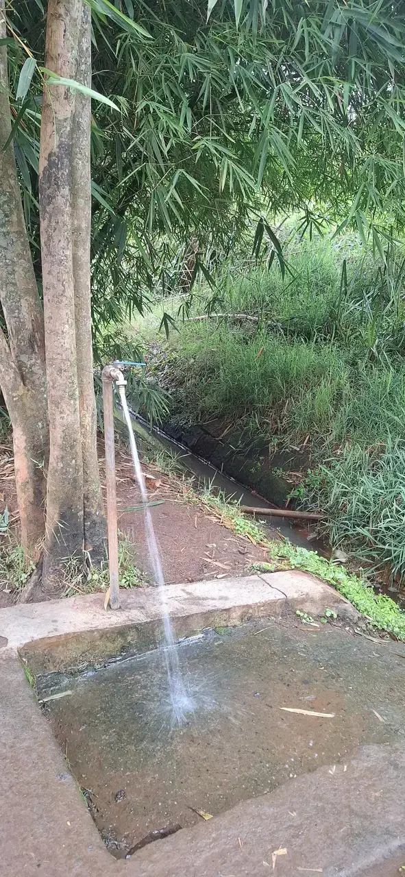 Water flows from an outdoor tap into a concrete basin surrounded by grass and trees.