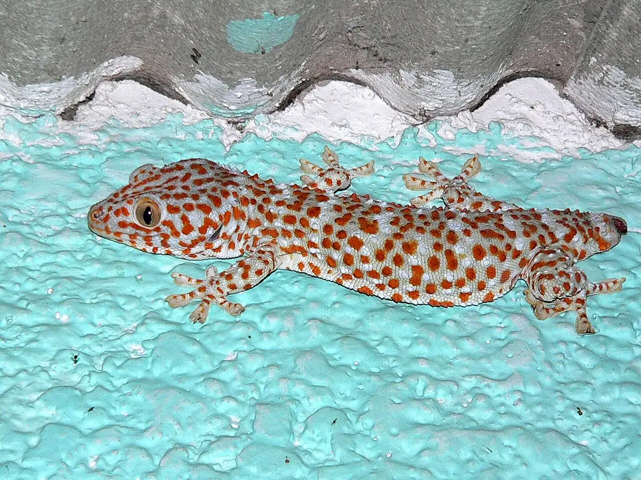 An orange-spotted Tokay gecko rests on a light blue textured surface beneath a rough grey overhang.