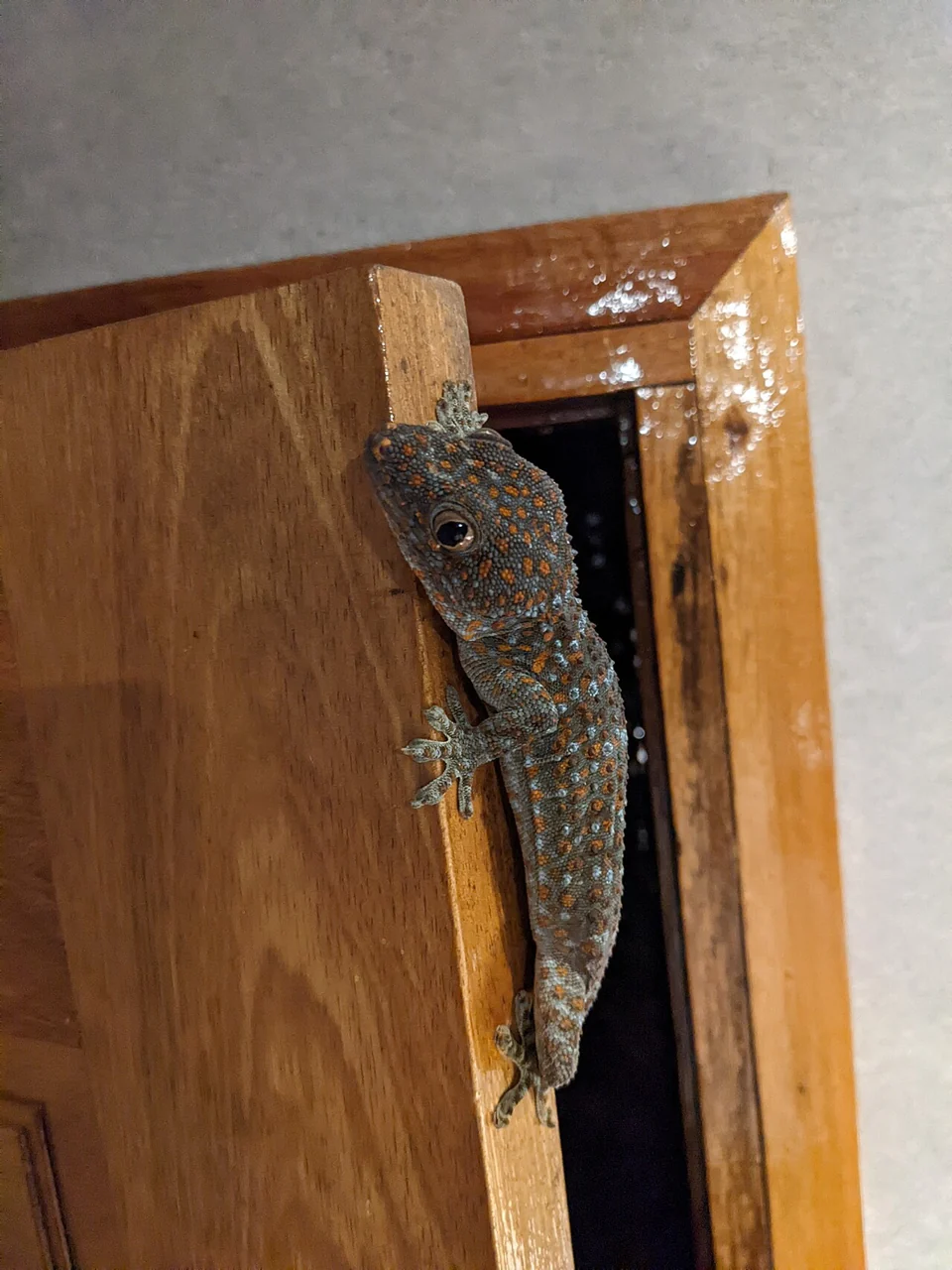 A grey gecko with orange spots clings to a wooden door frame, showing its round eye.
