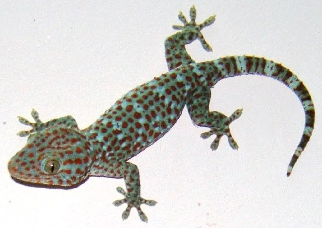 Tokay gecko — Photo from Vietnam
