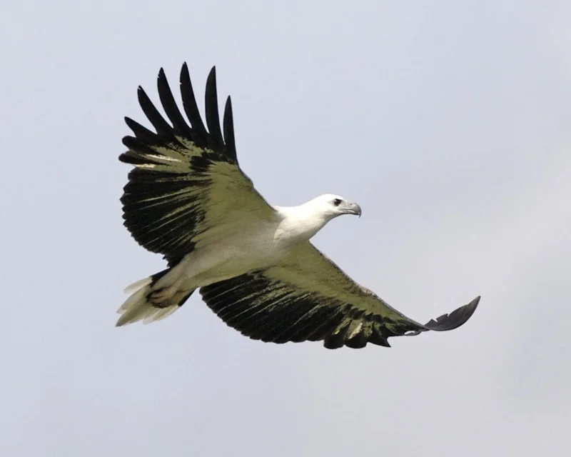 A sub-adult white-bellied sea eagle with a white head and dark-edged wings soars with wings raised against a pale sky.