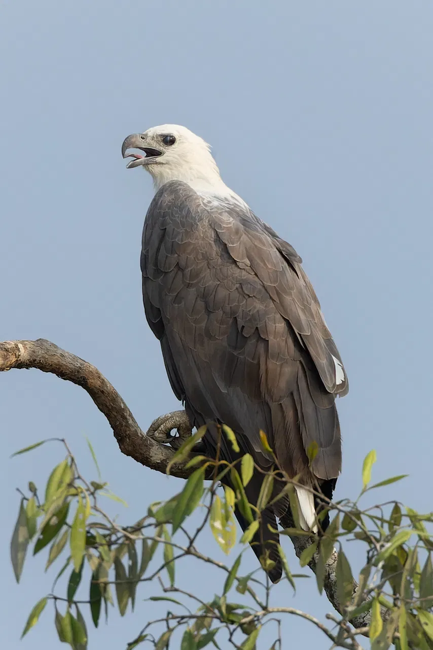 A white-bellied sea eagle with a white head and grey wings perches on a branch with its beak open.